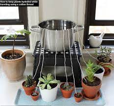 How To Keep Plants Alive While Travelling Plants Self Watering Planter Water Plants