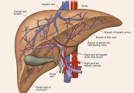 The liver has structural characteristics that are not found in any other internal organ of the human body. Labelled Diagram Of Liver Liver Images Human Liver Diagram Human Liver Medicine Images Human Digestive System