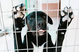 We only accept applications for dogs listed on the available dogs page. Wisconsin Humane Society Finds Home For Every Animal Up For Adoption People Com