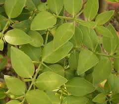 Image result for Salvadoraceae