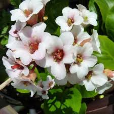 Image result for Oleandra distenta