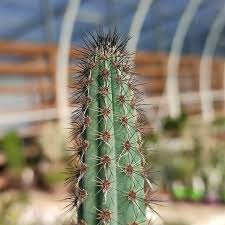 Image result for Pycreus aethiops