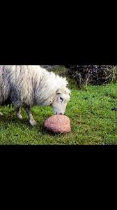 Rabbits chew food because it is the easiest way for them to digest the food that they normally. Sheep Licks Salt Lick Himalayan Salt Himalayan