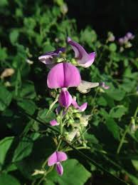 Image result for Neustanthus