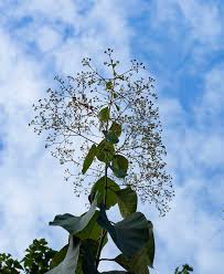 Image result for Tectona grandis