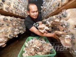 #cendawan instagram videos and photos. Tuai Cendawan 100kg Sehari