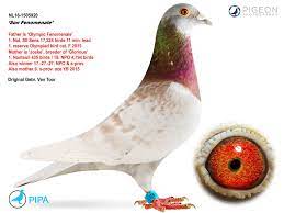 Nl16 1505920 Son Fenomenale Pigeon Loft Pigeon Pictures Pigeon Breeds