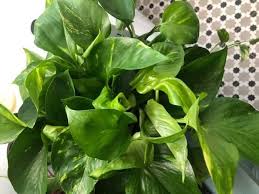 It's also a great way to train the new vines to grow as you desire. How To Make Pothos Fuller And Bushier Gardenine
