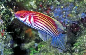 Image result for Phragmanthera crassicaulis