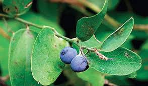 Image result for Cocculus hirsutus