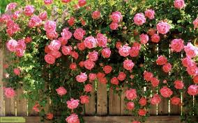 Image result for گل