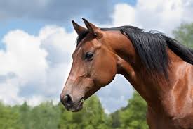 Know what you're looking for? Anti Covid 19 Serum Made From Horse Plasma Will Be Tested On Humans In Argentina The Rio Times