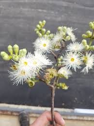 Image result for Eucalyptus torelliana