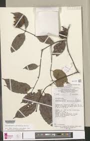 Image result for Cylindropsis