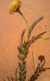 Image result for Gnidia involucrata