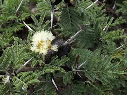 Image result for Acacia kamerunensis