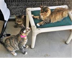 Secondly, most cats are not big water drinkers and tend to keep themselves on the edge of dehydration. Petsmart Cats Friends Of The Animal Shelter Aiken Sc