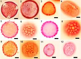 Image result for Oxygonum salicifolium