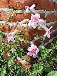 Image result for Podranea