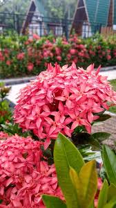 Image result for Ixora praetermissa