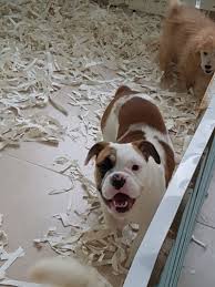 Satilik Ingiliz Bulldog Yavrularimiz 718