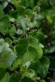 Image result for Dioscorea sylvatica