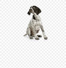 99% of dog owners will make these 7 mistakes when raising their german shorthaired. German Shorthaired Pointer German Wirehaired Pointer Labrador Retriever Puppy Dog Breed Png 521x850px German Shorthaired Pointer