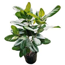 Image result for Ficus demeusei