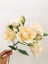 Hyacinth flowers bouquet on white table. 160 White Flowers Ideas In 2021 White Flowers Flowers Wedding Flowers