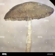 Image result for Simocybe centunculus