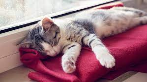 Jun 06, 2018 · cats sleep an average of 15 hours per day. Revealed How Long Do Cats Sleep Purina