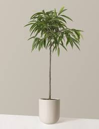 Image result for Ficus fischeri