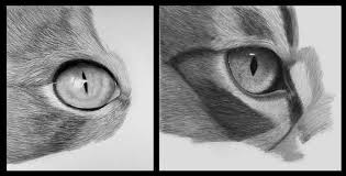A graphite drawing demonstration showing how to texture and draw fur. Question How To Draw Cat Fur Wetcanvas Online Living For Artists