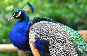 Download Peacock Description Habitat Image Diet And Interesting Facts