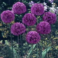 We did not find results for: Perennial Plants Bulbs Seeds At Lowes Com