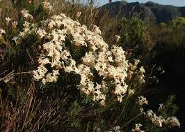 Image result for Gnidia