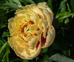 Check spelling or type a new query. 15 Beautiful Varieties Of Peony