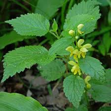 Image result for Lamium galeobdolon