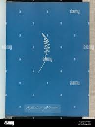 Image result for Asplenium hemitomum