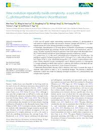 Image result for Blepharis diversispina