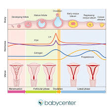 Tempoh ovulasi ini boleh dijadikan salah satu cara semulajadi untuk membantu pasangan untuk hamil atau menjadi alternatif untuk mencegah. How Your Menstrual Cycle Works Babycenter