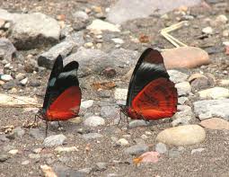 Image result for Phaulopsis sangana