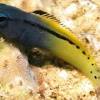 Species accounts miracle triplefin (enneapterygius mirabilis): Https Encrypted Tbn0 Gstatic Com Images Q Tbn And9gcs5jnllke6jxbpzx6v5trwaigqt9w3q Totacrphe4 Usqp Cau