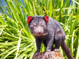 Tasmanian Devil Pictures Download Free Images On Unsplash