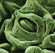 Image result for Vahlia capensis