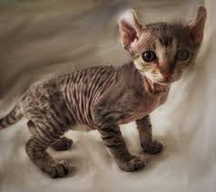 Sphynx cats are intelligent, lively, and affectionate. Nacktkatzen Fehlen Sinnesorgane Katzengenetik Vererbung Der Fellfarben Und Fellmuster Bei Katzen