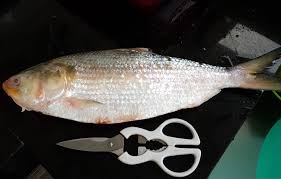 Amazon's choice for herring fish. Toli Shad Fish Gintai æ˜‡æ³°