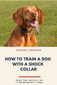 7 Best Shock Collars For Large Dogs Updated 2021 Reviews Shock Collar Dog Shock Collar E Collar Training