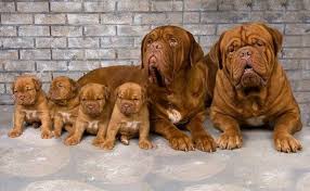 Proud French Mastiff Dogue De Bordeaux Family Mastiff Puppies Mastiffs Bordeaux Dog