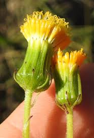 Image result for Crassocephalum picridifolium